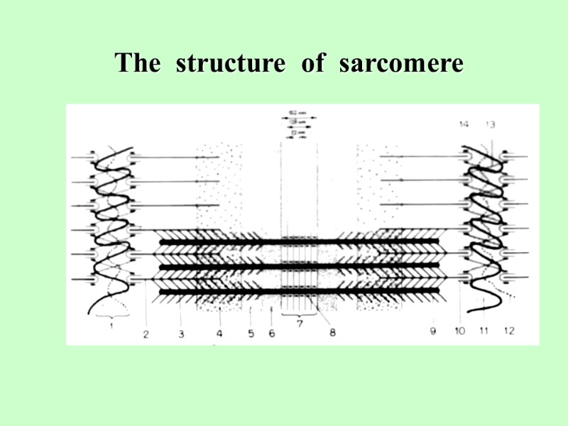 The  structure  of  sarcomere